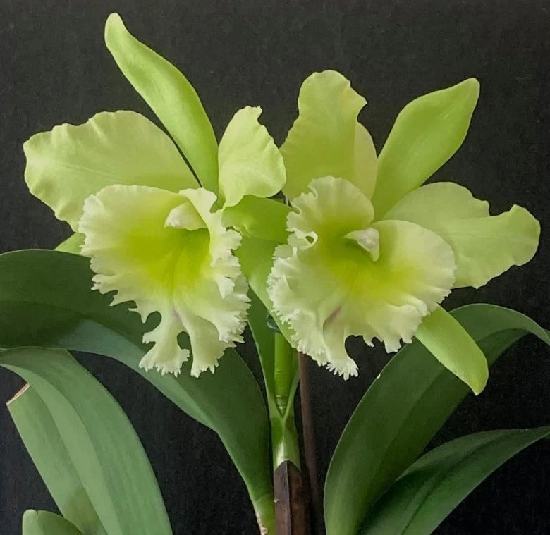 Potted orchid plant with pale green blooms and glossy strap leaves, near blooming