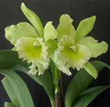 Blc. Sung Ya Green King Dragon Cattleya Orchid Plant Near Blooming Size 4.5" Pot Orchids
