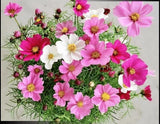 100+Dwarf Cosmos Seeds Mix Mexican Aster Colorful Garden Cosmos Flowers USA Flowering Plants