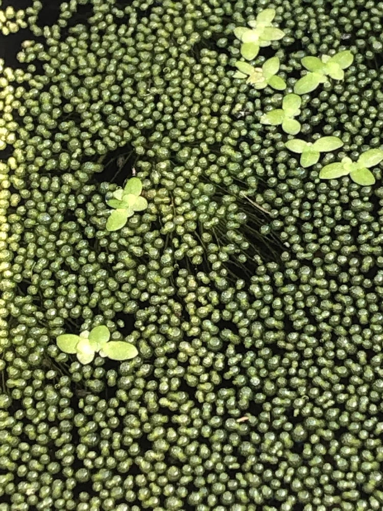 200 beads Wolffia sp. smallest flowering plant on earth, Floating, sustainable Green Plant