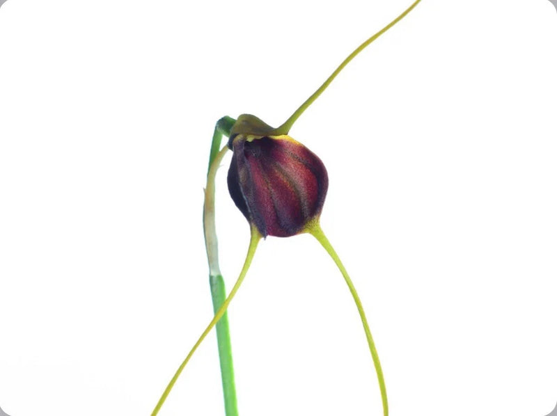 Masdevallia cardiantha Orchid Species Yellow Red 2Ó Pot (CJ20) Orchids