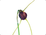 Masdevallia cardiantha Orchid Species Yellow Red 2Ó Pot (CJ20) Orchids