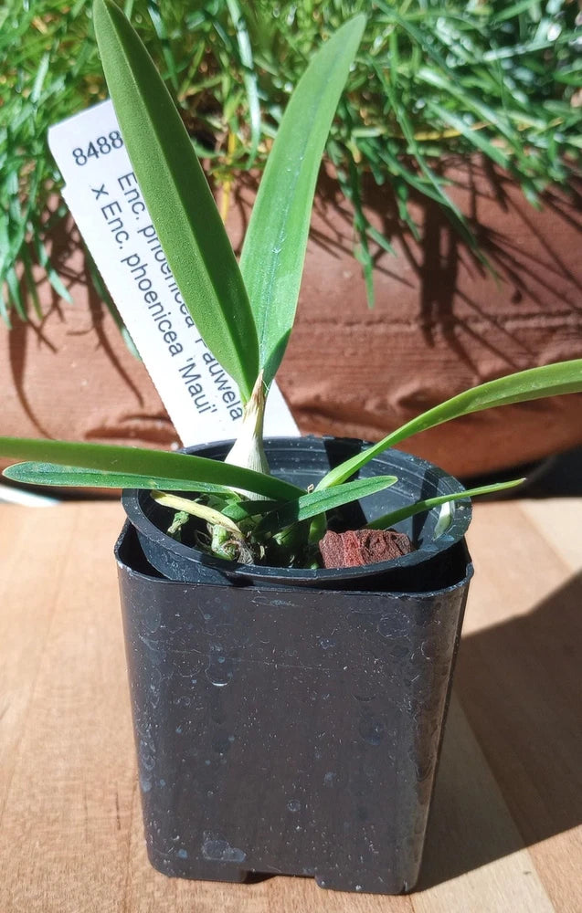 Encylia phoenicea mini orchid plant with green leaves in 2-inch black plastic pot