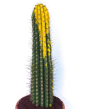 Cereus pasacana VARIEGATED SEEDS - Pasacana cactus | Card—n Green Plant
