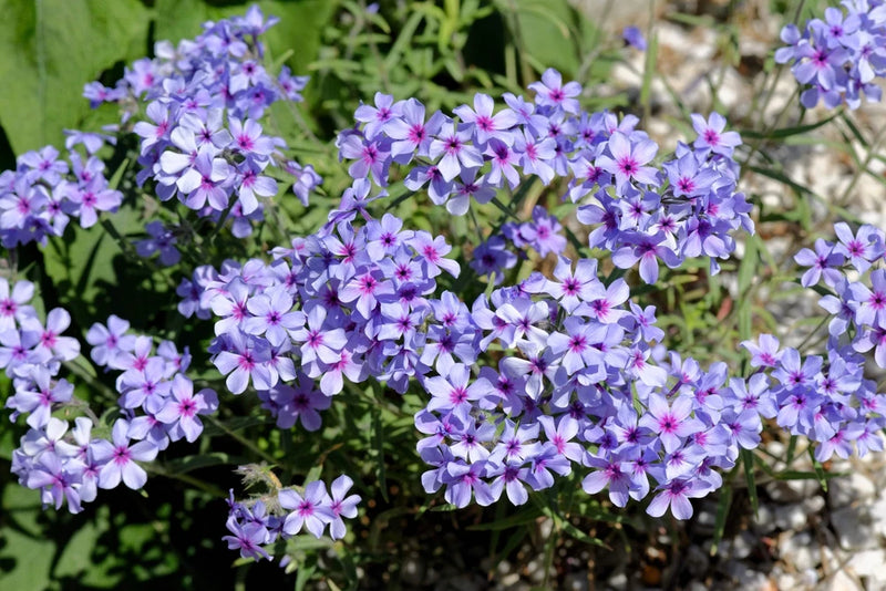 20 PRAIRIE PHLOX Pilosa Mixed Colors Pink Purple White Native Flower Seeds Flowering Plants