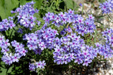 20 PRAIRIE PHLOX Pilosa Mixed Colors Pink Purple White Native Flower Seeds Flowering Plants