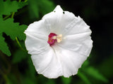 Alamo Vine, Merremia Dissecta Noyau Morning Glory Ipomoea flower seed -15 seeds Orchids