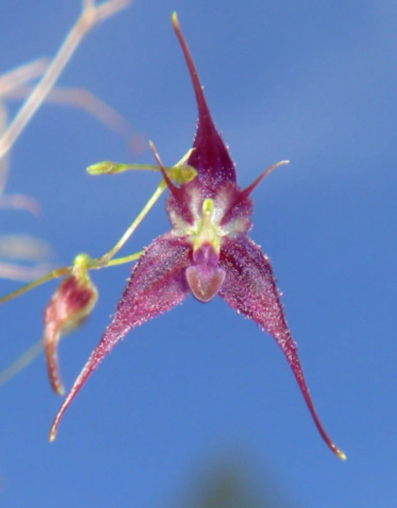 Andreettaea zephyrina orchid flower with deep magenta star-shaped petals and green center