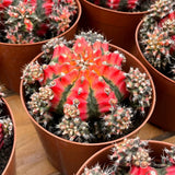 4'' Cactus Flower Butterfly, Live Cactus Plants,Rare Plants Flowering Plants