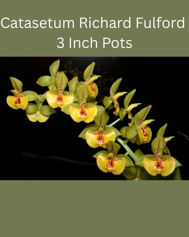 Catasetum orchid with yellow and green blooms, flowering in a small pot