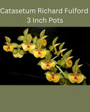 Catasetum orchid with yellow and green blooms, flowering in a small pot