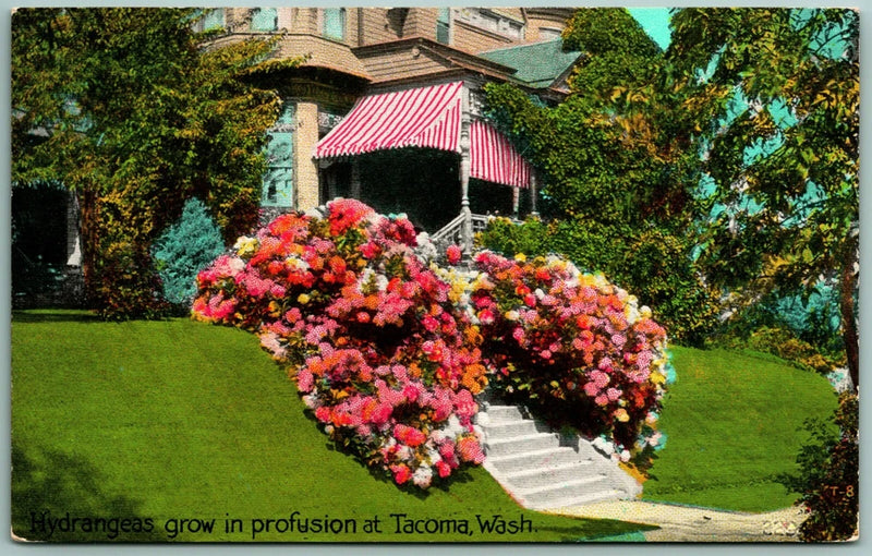 Hydrangea Flowers at Residence Tacoma Washington WA UNP Unused DB Postcard F15 Hydrangea