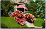 Hydrangea Flowers at Residence Tacoma Washington WA UNP Unused DB Postcard F15 Hydrangea