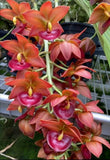 Cycnodes Taiwan Gold 'Orange'  blooming size catasetum type orchid clone. Orchids