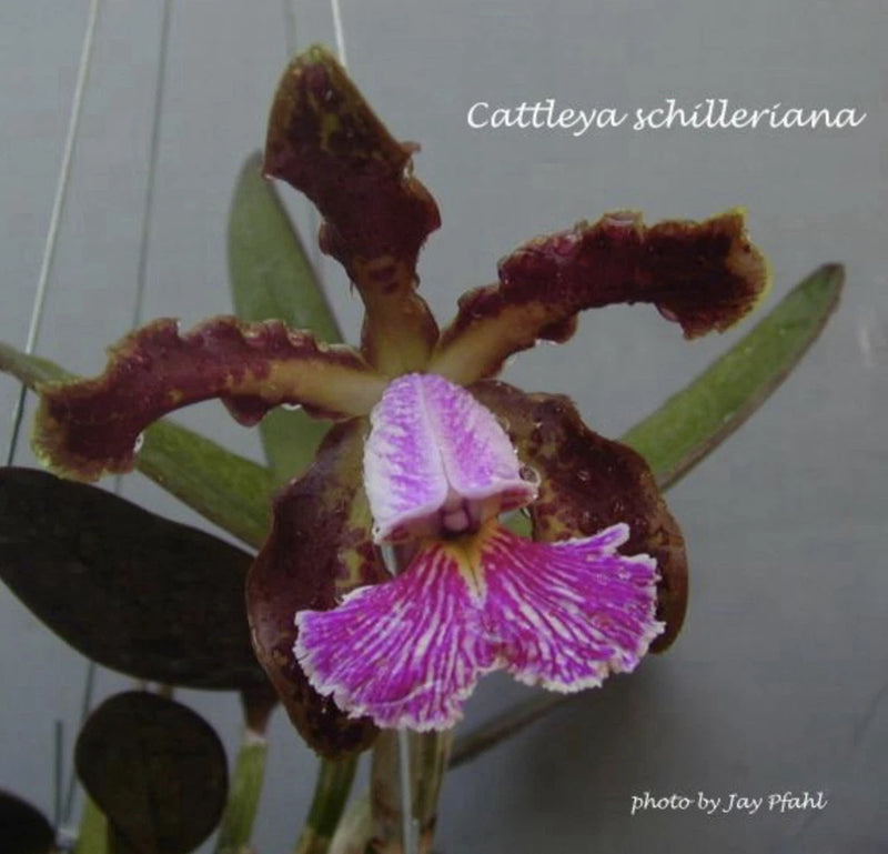 Purple and maroon Cattleya orchid flower with fringed, striped lip and green leaves