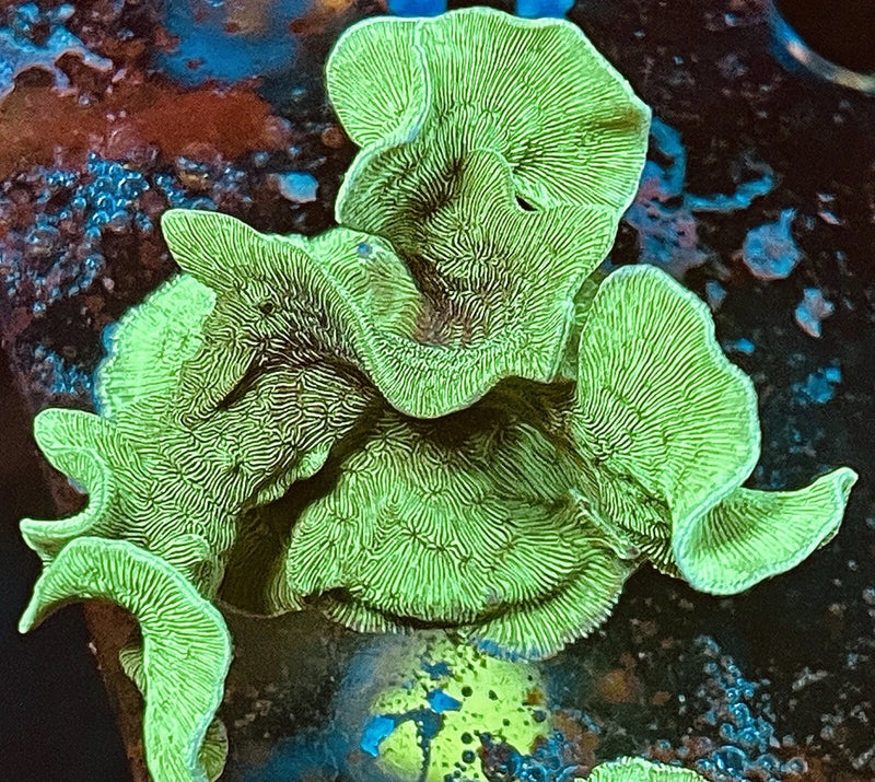 Mint Pavona (potato Chip Coral) 1-2Ó Live Coral Anemone