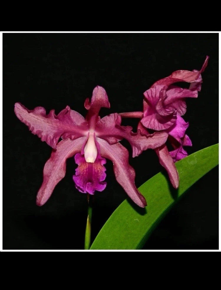 Purple-red orchid blossoms with ruffled petals and yellow-purple center