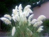 100 x fresh  WHITE PAMPAS GRASS Cortaderia Selloana Ornamental Flower Seeds Pampas Grass