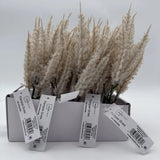 15pcs Dried Faux Pampas Grass 8" Artificial Pampas Grass Decor Beige Mainstays Pampas Grass
