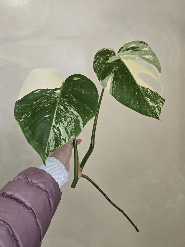 Monstera Albo Variegated TOP Cutting RARE PLANT Orchids