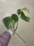 Monstera Albo Variegated TOP Cutting RARE PLANT Orchids