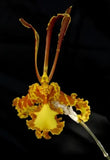 Orchid Psychopsis Papilio Mariposa Orchids