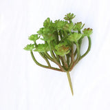 Small Artificial Plants Plastic Desert Succulents Fake Decoration Green Plant