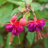 Fuchsia Dollar Princess - Plants Outdoor Garden Ready - Flowering Garden Plug Garden Plants