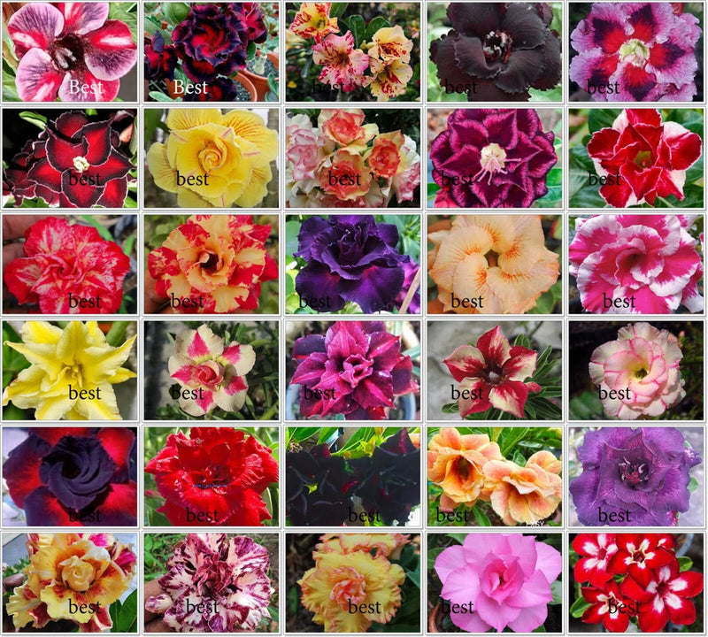 NEW Adenium Obesum "identified by color" 1,100 Seeds 30 Types! Flowering Plants