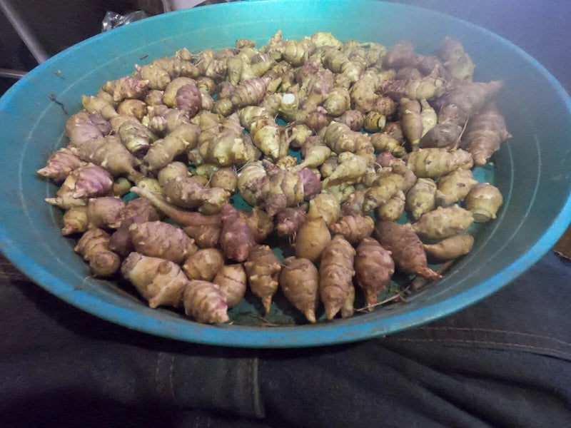 Jerusalem Artichoke Grab Bag of Various Sunchoke Varieties - Small SEED Tubers Garden Plants