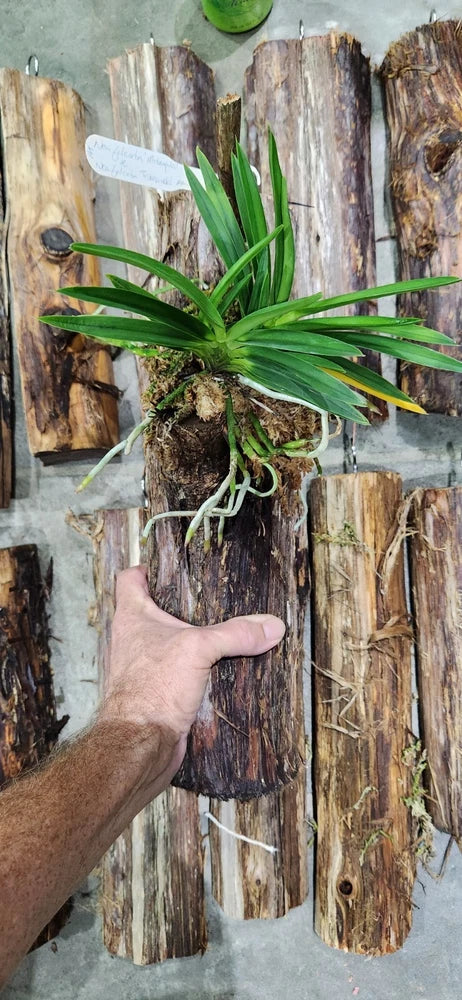 Cedar slab orchid mount with green orchid leaves and roots attached to weathered wood