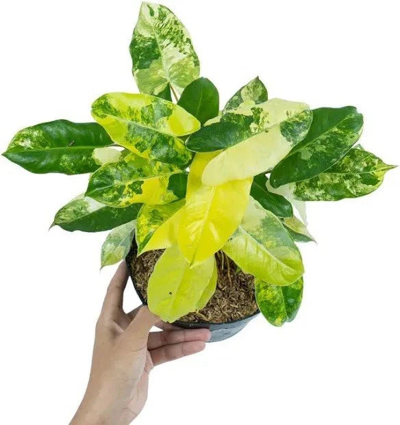 Variegated philodendron Burle Marx plant in small pot with light and dark green leaves
