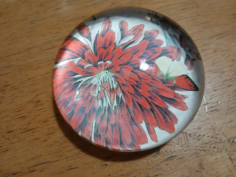 PAPERWEIGHT  Red Carnation Flower White Background Round 3.5". Carnation