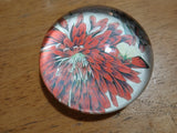 PAPERWEIGHT  Red Carnation Flower White Background Round 3.5". Carnation