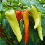 Sweet Banana Pepper Seeds | Non-GMO | Fresh Garden Seeds Garden Plants