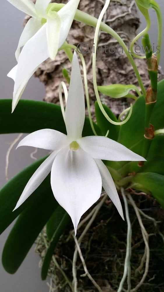 (436-1) Angcm leonis x sib   MS Orchids