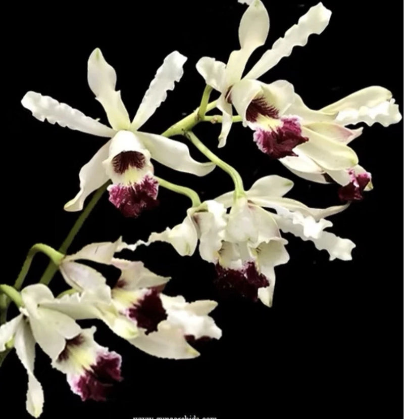 Myrmecophila albopurpurea - Mounted Seedling Orchids