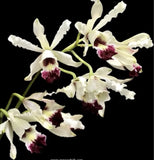 Myrmecophila albopurpurea - Mounted Seedling Orchids