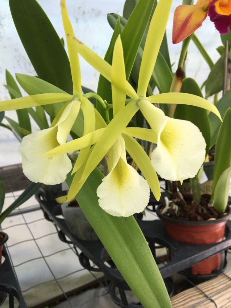 (320-3) Procatavola Key Lime Stars     MS Orchids