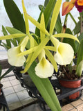 (320-3) Procatavola Key Lime Stars     MS Orchids