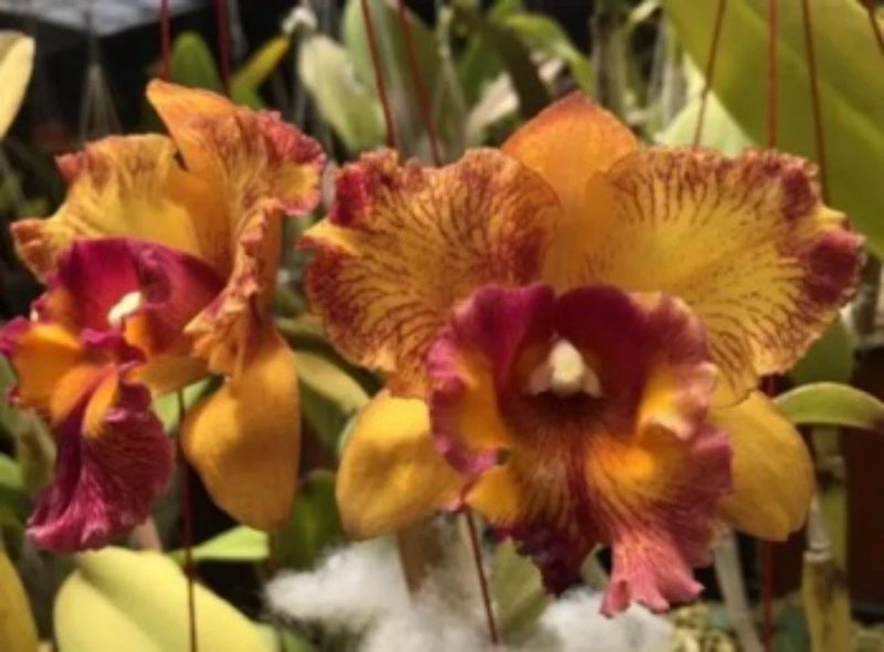 Mounted orchid blooms with orange and burgundy petals and speckled yellow centers
