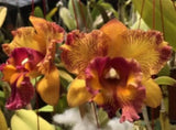 Fragrant Orchid BrassocattleyaHusserman's Starfire Times S Mounted & Extra Mount Orchids