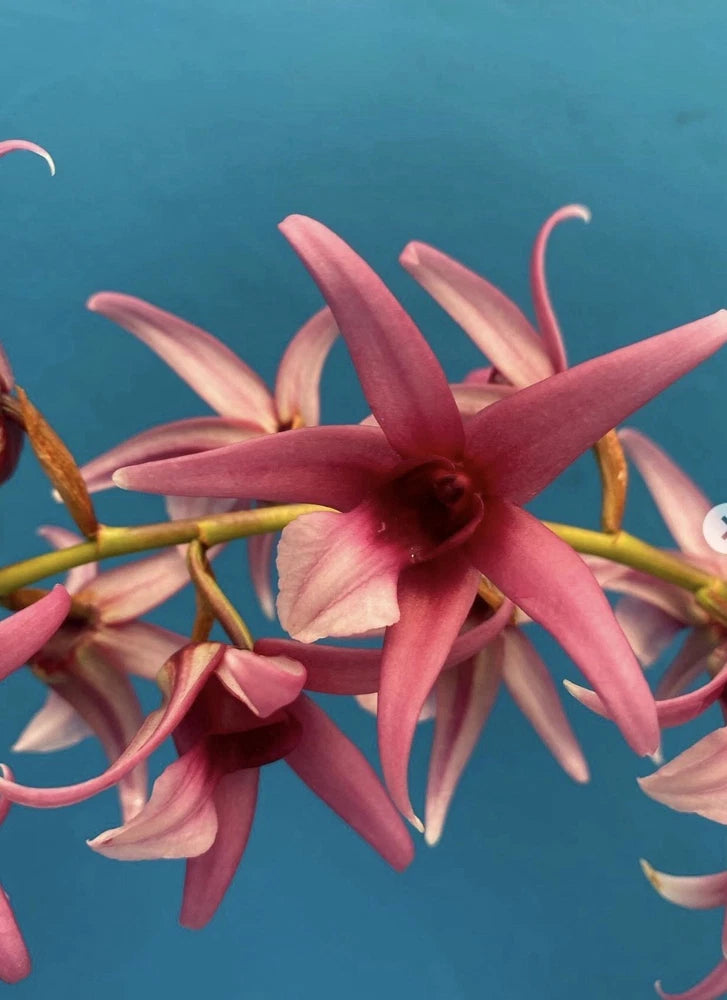 Fragrant orchid flower cluster with star-shaped pink-red petals on stems