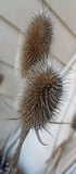 Teasel Bundle of 10 Natural With 17" Stem Length Home Decor -Floral Arrangments Dried Flower