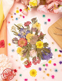 310pcs Dried Flowers Crafts Real Nature Pressed Mini Dried Flower