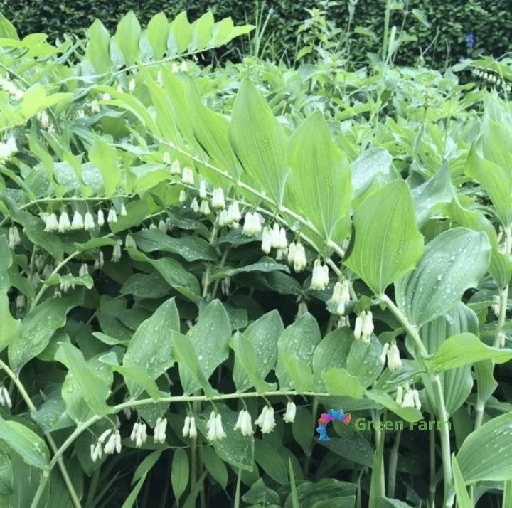 100 Seeds Polygonatum Sibiricum Siberian Bamboo Perennial Herbaceous Medic Plant Flowering Plants
