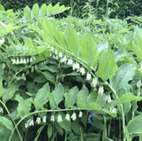 100 Seeds Polygonatum Sibiricum Siberian Bamboo Perennial Herbaceous Medic Plant Flowering Plants