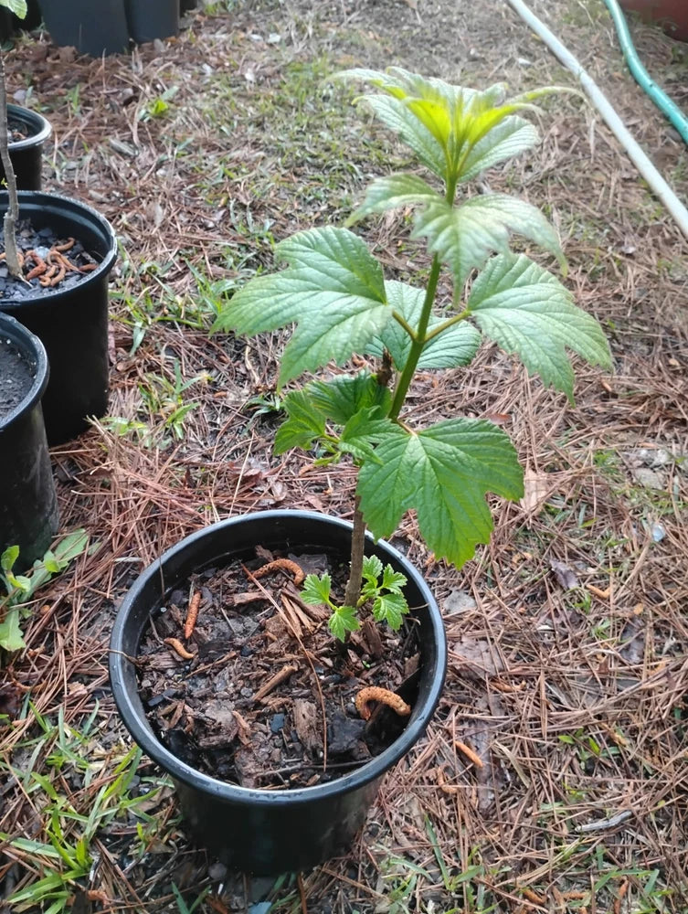 Green cranberry shrub plant in black nursery pot with fresh leafy growth