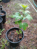 American High Bush Cranberry, 1 Gallon Pot. Green Plant