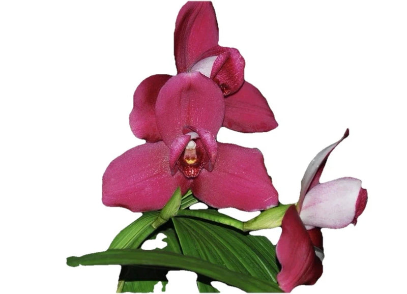 Pink and red orchid flowers with green leaves, close-up bloom